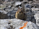 Chipmunk